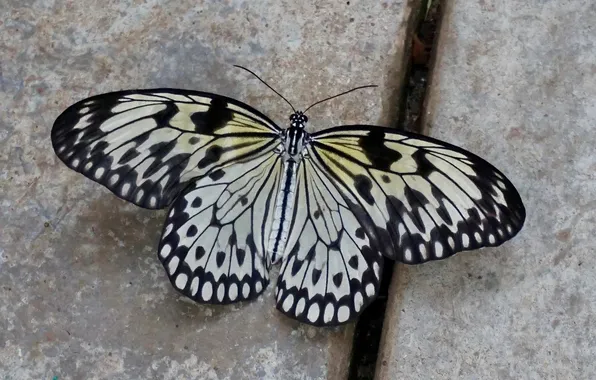 Microsemi, wings, Butterfly, insect, beautiful, closeup