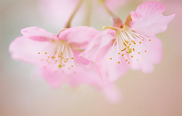 Flowers, petals, stem, bokeh
