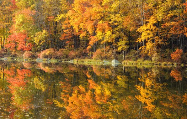 Autumn, nature, river, gold, mirror