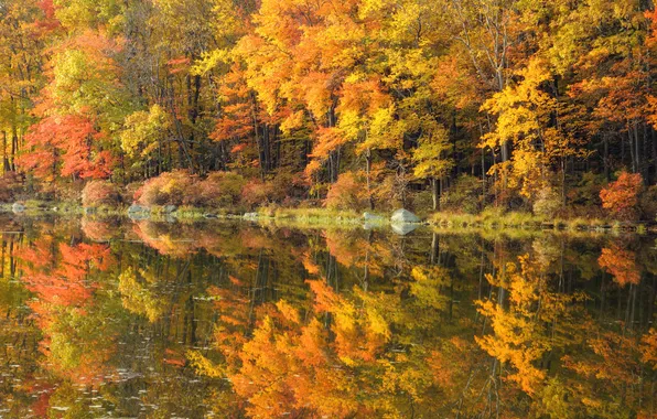 Picture autumn, nature, river, gold, mirror