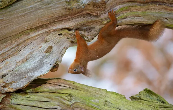Look, pose, tree, legs, protein, tail, red, log