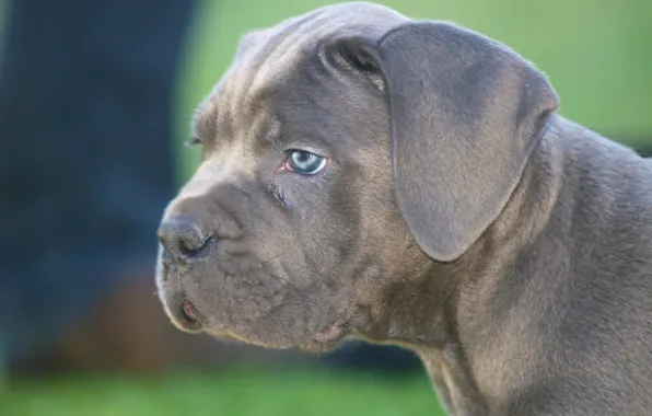 Face, dog, puppy, Cane Corso