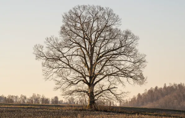 Field, forest, the sun, trees, branch