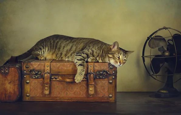 Cat, cat, style, retro, table, grey, treatment, fan