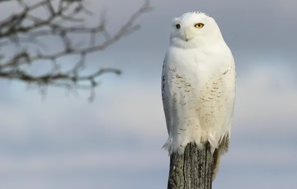 Background, bird, Snowy owl, White owl