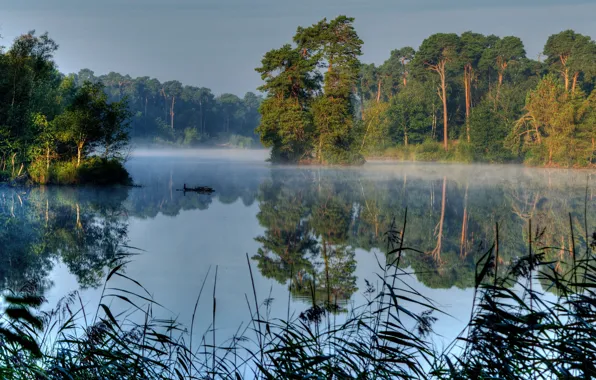 Wallpaper morning, light, reflection, fog, trees, shore, lake, pond