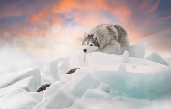 Winter, dog, ice, Husky, Svetlana Pisareva