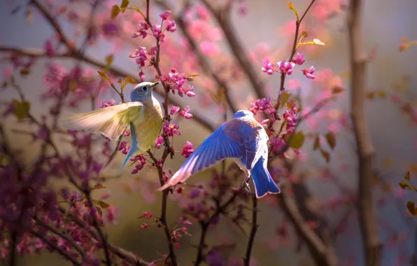 Birds, branches, nature, spring, a couple, flowering, Thai Phung