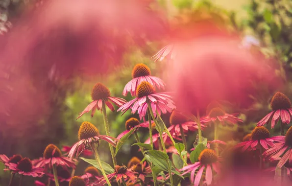 Flowers, blur, garden, pink, bokeh, rudbeckia, Echinacea