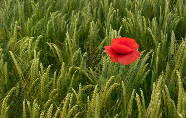 Field, summer, flowers, Mac, rye, Maki, red, ears