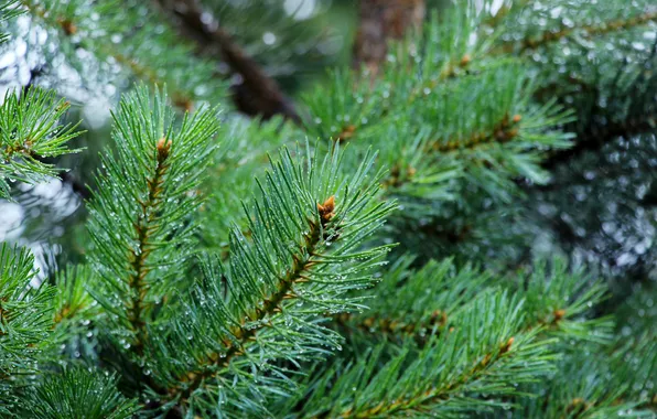 Green, pine, twig