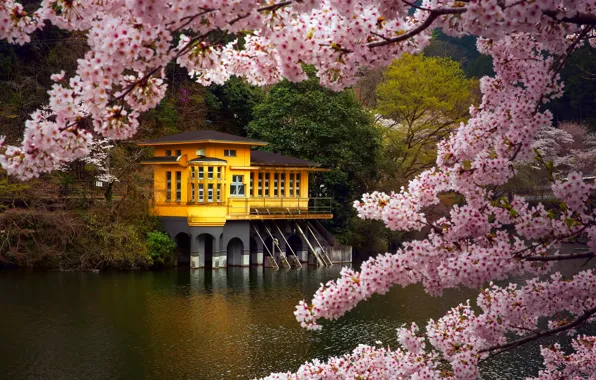 Picture branches, lake, house, color, spring, Japan, Sakura, April