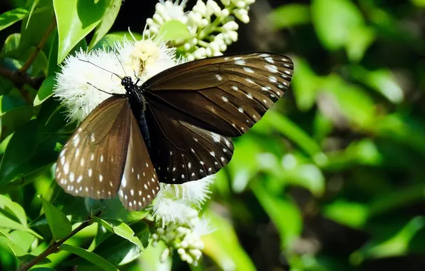 Leaves, microsemi, wings, Butterfly, insect, beautiful, flowering, closeup