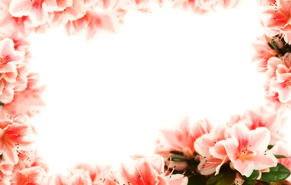 Picture photo, Flowers, Closeup, Azalea