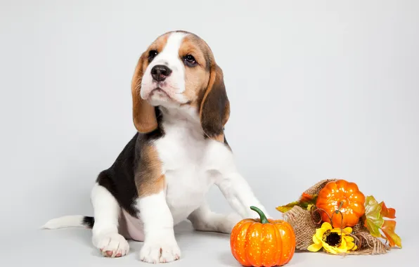 Picture puppy, pumpkin, ears, breed, Beagle