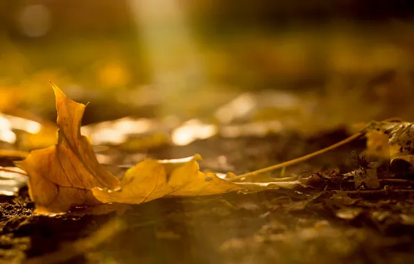 Picture autumn, macro, nature, sheet