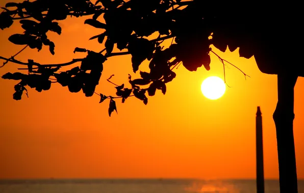 Sea, the sky, the sun, sunset, tree, silhouette