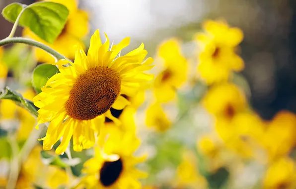 Leaves, sunflowers, flowers, nature, yellow, blur