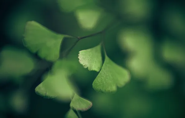 Picture greens, nature, foliage, beauty, devstvennaya