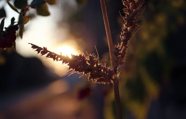 The sun, plant, morning, spikelets, gossamer
