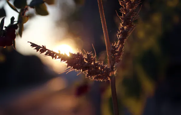 Picture the sun, plant, morning, spikelets, gossamer