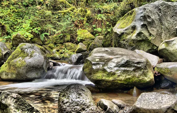 Picture leaves, river, stream, stones, cascade, the bushes