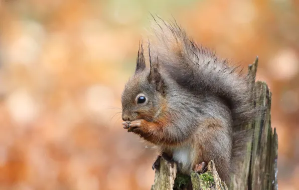 Orange, pose, background, stump, protein, sitting, bokeh, rodent