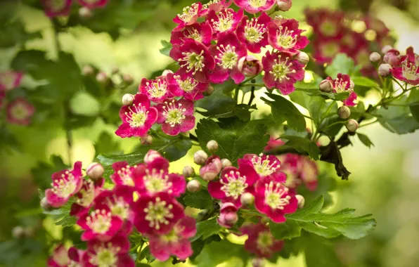 Flowers, branches, flowering, bokeh, hawthorn
