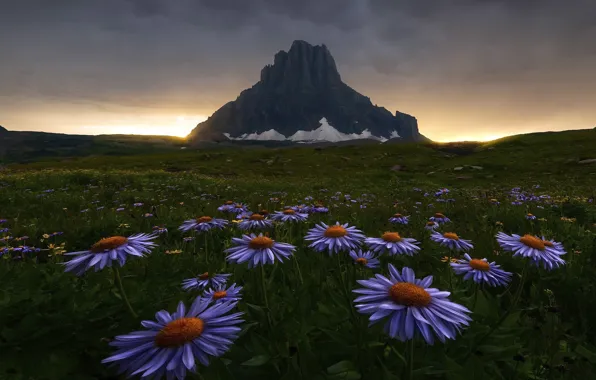 Field, flowers, mountains, meadow