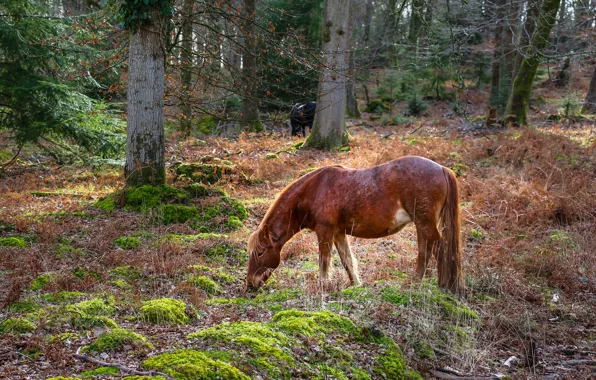 Autumn, forest, grass, trees, branches, nature, horse, thickets