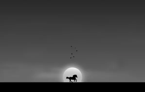 Freedom, birds, horse