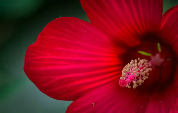 Flower, bright, paint, al