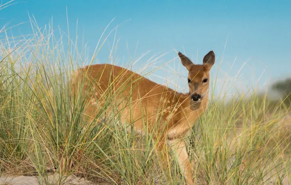 Grass, nature, DOE