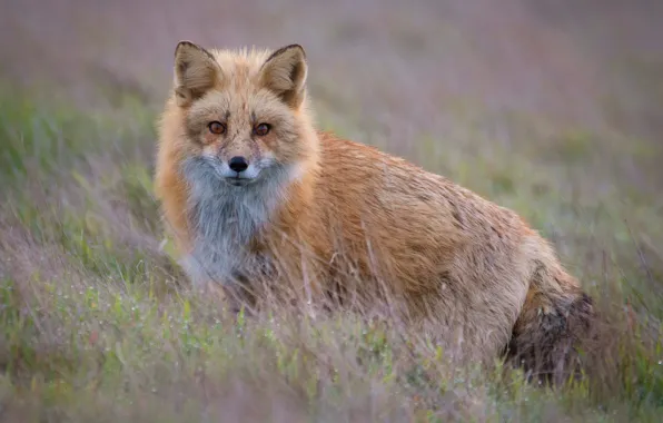 Grass, look, Fox, red, bokeh