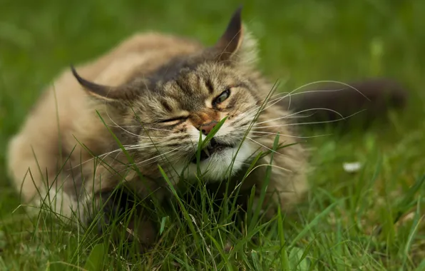 In the grass, fluffy cat, lying on the ground