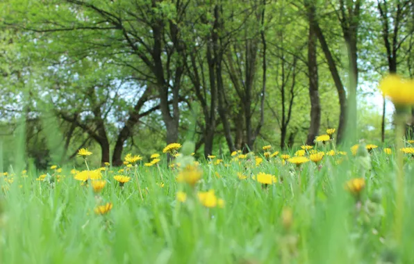 Summer, landscape, nature, green, dandelion