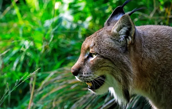 Picture face, close-up, portrait, profile, lynx, wild cat, green background
