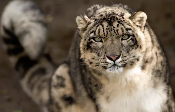 Picture look, face, predator, IRBIS, snow leopard, snow leopard