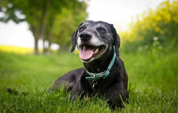 Nature, background, dog