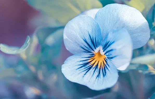 Flower, macro, blue, Pansy, viola, violet