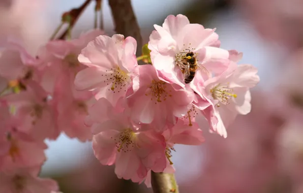 Flowers, branches, bee, OSA, spring, Sakura, insect, pink