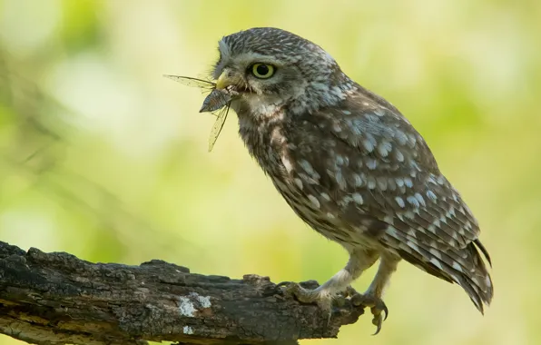 Look, green, background, owl, bird, insect, bitches, mining
