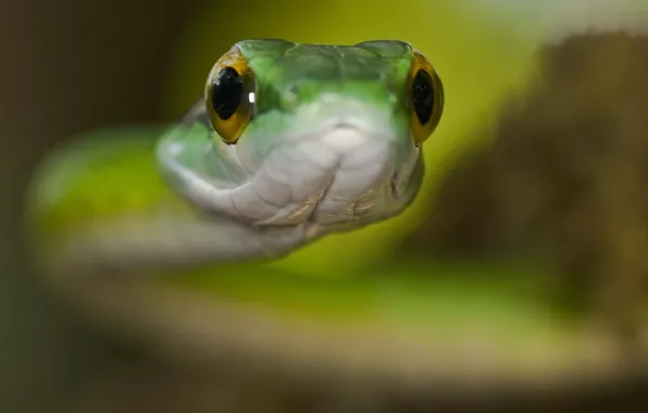 Picture eyes, macro, snake, hypnosis