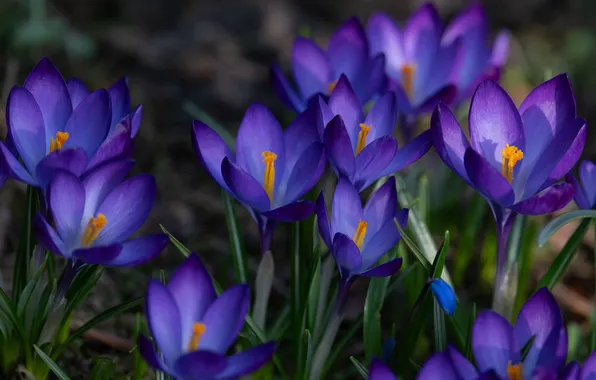 Picture spring, crocuses, saffron, Alexey Kurmanci