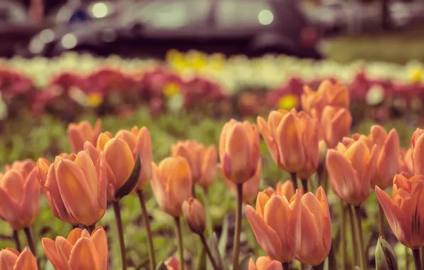 Flowers, the city, tulips