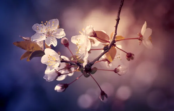 Picture flowers, nature, branch, spring, bokeh