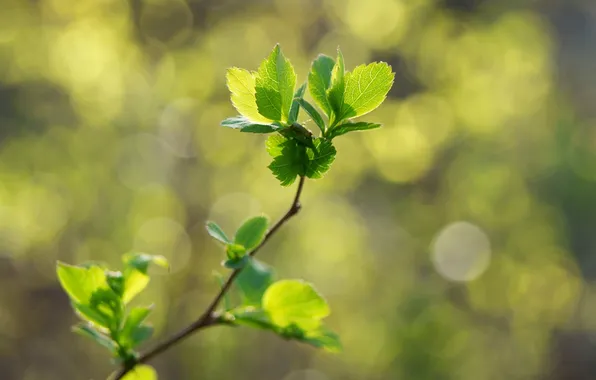 Picture leaves, macro, nature, glare, sprig, spring, green