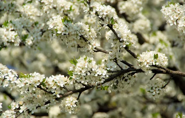 Macro, cherry, branch, spring, petals, beautiful, Sunny, flowering