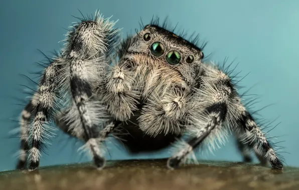 Eyes, macro, pose, background, blue, black and white, legs, spider