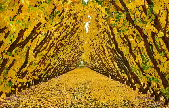 Autumn, trees, foliage, garden, New Zealand, the tunnel, New Zealand, Cromwell